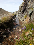  L'eau du vallon de Malcros retrouve le chemin de la cabane des parisiens